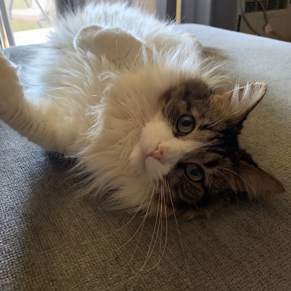 Meet your Posher, Emily - Picture 4 of 5